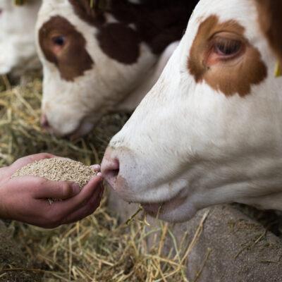 Feed Ingredients (FIG)